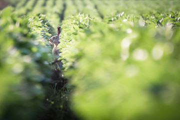 Brown hare. European wildlife. Wild animals. Rabbit.