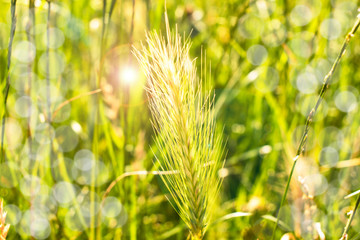 wheat in the field