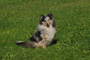 Shetland Sheepdog