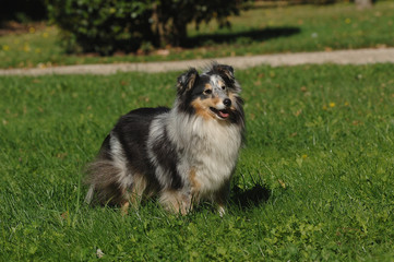 Shetland Sheepdog