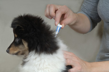 Shetland Sheepdog