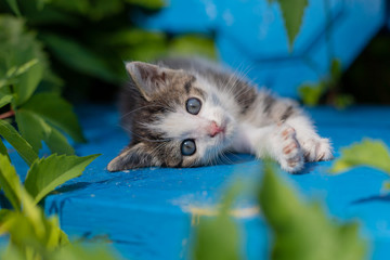 Young kitten on a blue bench.
