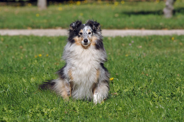 Shetland Sheepdog