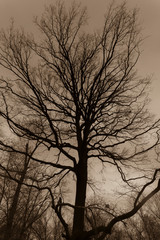 Tree silhouettes in winter, Trees in Winter, Black and White Photo, Sepia Photo