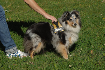 Shetland Sheepdog