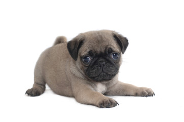 Pug