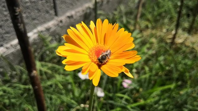 mini abeille dans fleur de calendula