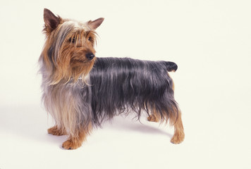 Silky Terrier