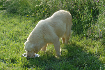 Obraz premium Golden Retriever