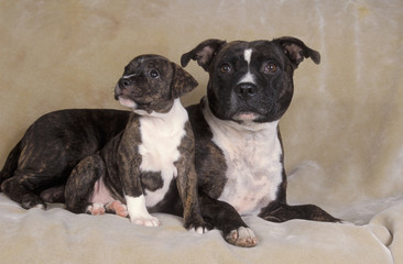 Staffordshire Bull Terrier