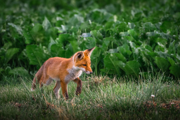 Red fox cub. European wildlife. Cute fox puppy.