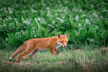 Red fox cub. European wildlife. Cute fox puppy.