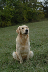 Golden Retriever