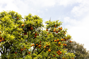 Fototapeta na wymiar tree with green leaves and ripe tangerines under sky with clouds in rome, italy