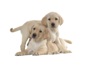 Labrador Retriever