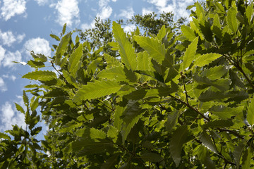 chestnut leaves and blue sky
