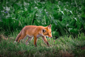Red fox cub. European wildlife. Cute fox puppy.