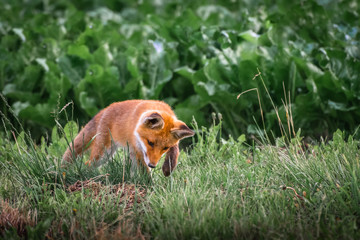 Red fox cub. European wildlife. Cute fox puppy.