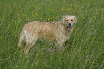 Golden Retriever