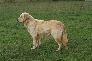 Golden Retriever