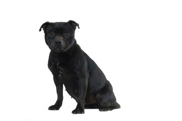 Staffordshire Bull Terrier