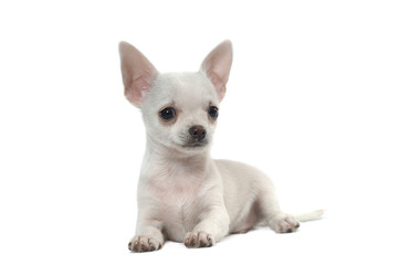 Fototapeta premium Chihuahua