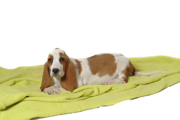 Basset Hound