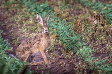 Brown hare. European wildlife. Wild animals. Rabbit.