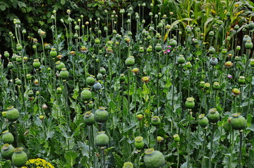 Green poppy heads in late summer