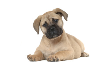 Bullmastiff