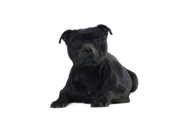 Staffordshire Bull Terrier
