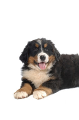 Bernese Mountain Dog