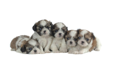 Shih Tzu