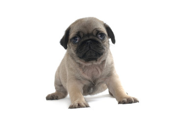 Pug