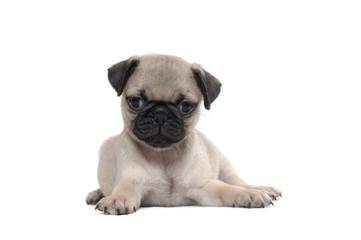 Obraz premium Pug