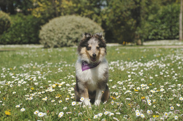 Shetland Sheepdog