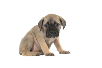 Obraz premium Bullmastiff