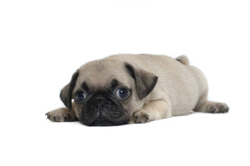 Pug