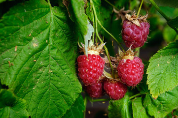 Bunch of red raspberries on green leaves.
