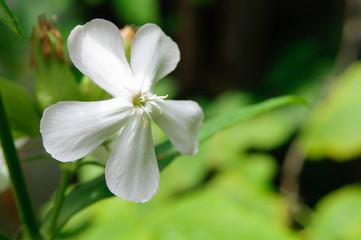 White flower soapwort in the garden, Saponaria.