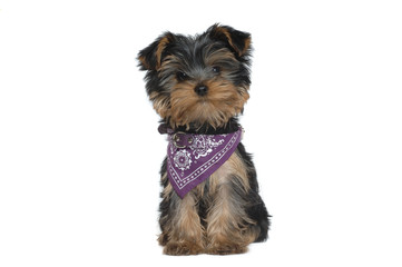 Yorkshire Terrier