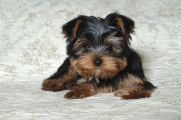 Yorkshire Terrier