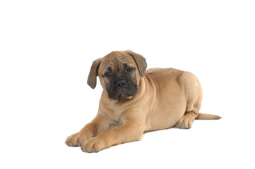 Mastiff