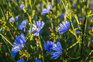 Blue chicory flowers meadow sunlit morning sun