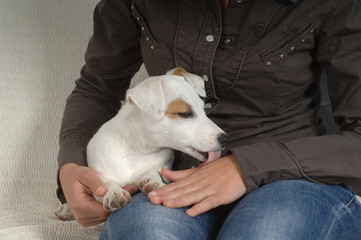 Jack Russell Terrier