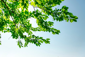 green leaves on blue sky background.