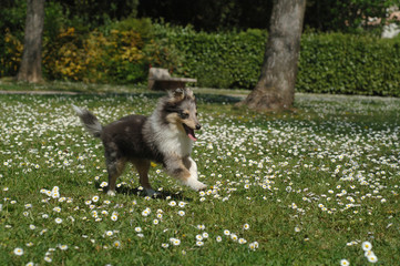 Shetland Sheepdog