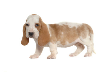 Basset Hound