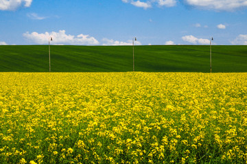 View of a yellow rapeseed field, green hills and blue sky with white clouds.
