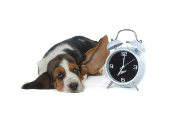 Basset Hound puppy with an alarm clock